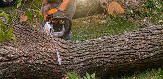 Best Weed Control  in South Whittier, CA
