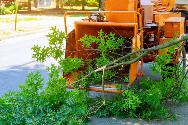 How Our Tree Care Process Works  in  South Whittier, CA