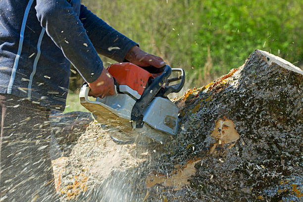 Best Tree Trimming and Pruning  in South Whittier, CA