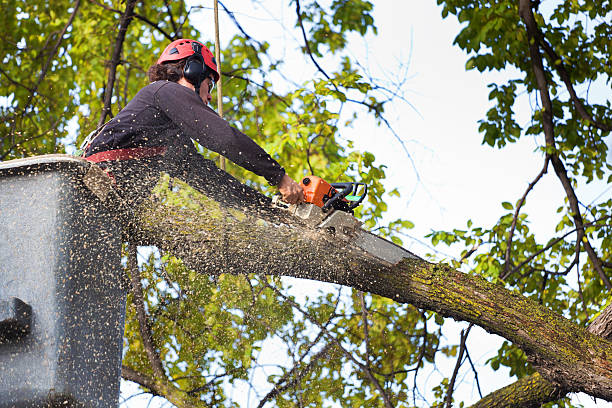 Best Aeration Services  in South Whittier, CA